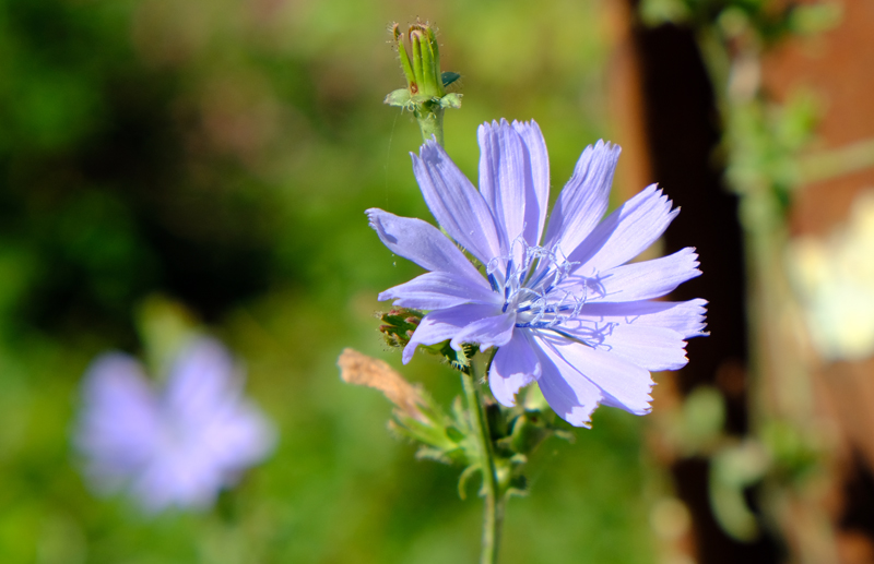 2017-08-29_111235 trentino-suedtirol-2017.jpg - Wegewarte